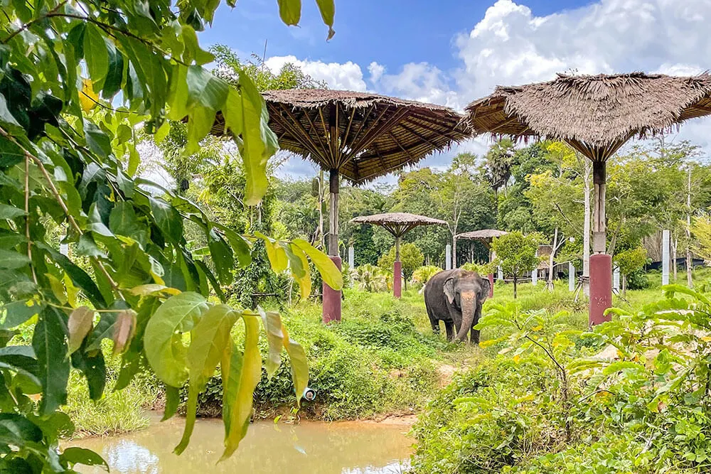Phuket Elephant Sanctuary, Phuket City